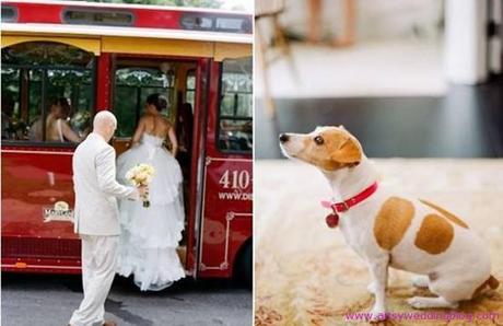 Invite Your Beloved Pet to Your wedding