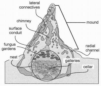 Termite structure
