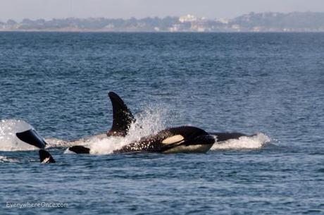 Orcas Breaching off San Juan Island