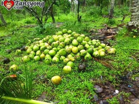 Discovering Jabuyo Falls Discovering Jabuyo Falls