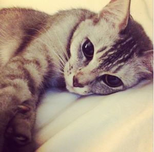 Two Weeks Worth Of Updates! Screen Shot 2014-02-19 at 11.38.23 PM