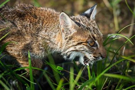 Bobcat-Hunting-on-the-Prairie