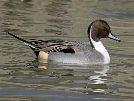 Northern Pintail (Wikimedia Commons)