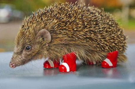 Hedgehog slice (brownie style) This is an important photo.