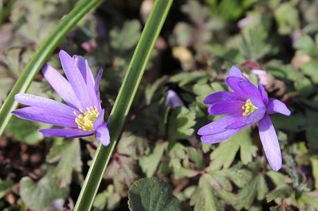 February Days February Days