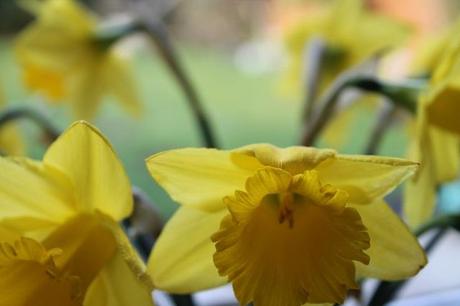 February Days February Days