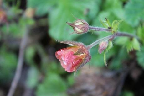 February Days February Days