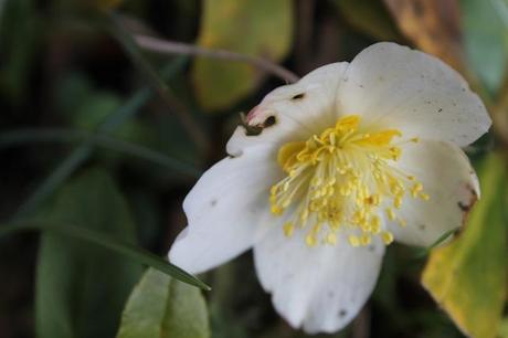 February Days February Days