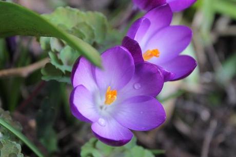 February Days February Days