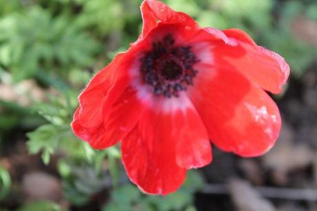 February Days February Days