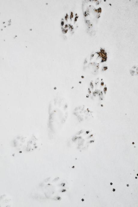 raccoons, paws, tracks, snow, nature