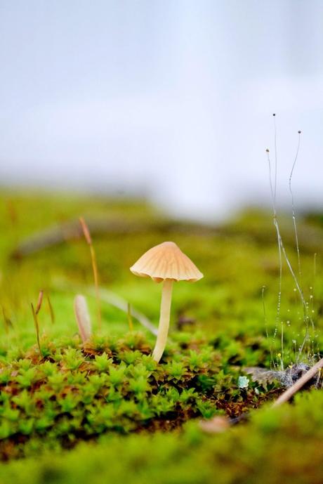 tiny, mushroom, faerie world, seattle, nature, photography