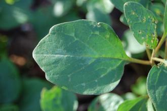 Pachysandra procumbens Leaf (02/02/2014, Kew Gardens, London) Pachysandra procumbens Leaf (02/02/2014, Kew Gardens, London)