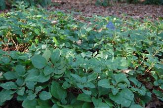 Pachysandra procumbens (02/02/2014, Kew Gardens, London) Pachysandra procumbens (02/02/2014, Kew Gardens, London)