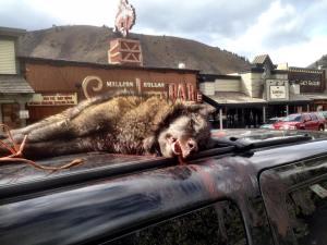 Interview with Rod Coronado on Indigenous Resistance and Animal Liberation wolf