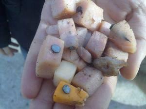 Interview with Rod Coronado on Indigenous Resistance and Animal Liberation A picture of some bait that was found, this is cheese blocks with nails through them