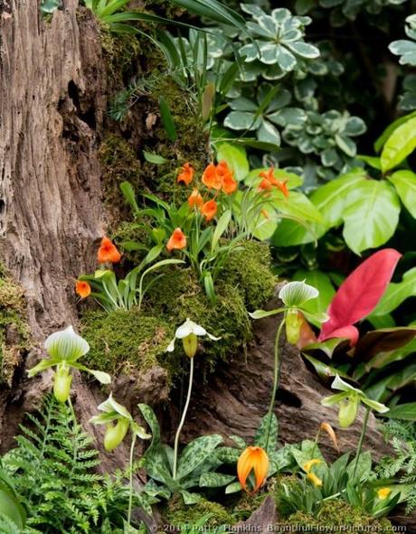 The Orchid Meadow In the Orchid Meadow © 2014 Patty Hankins