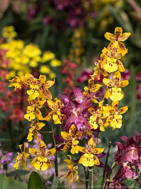 The Orchid Meadow In the Orchid Meadow © 2014 Patty HankinsIn the Orchid Meadow © 2014 Patty Hankins