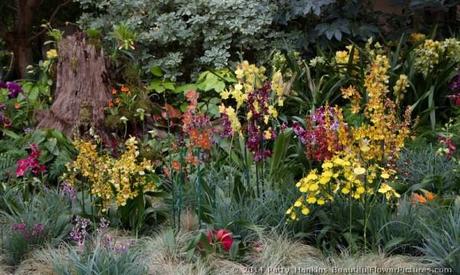 The Orchid Meadow In the Orchid Meadow © 2014 Patty Hankins
