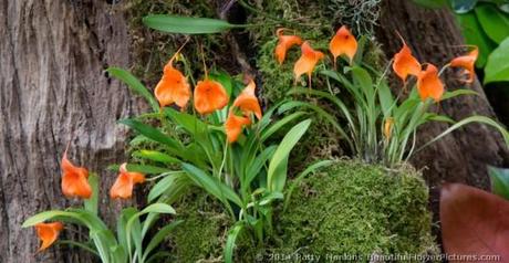 The Orchid Meadow In the Orchid Meadow © 2014 Patty Hankins