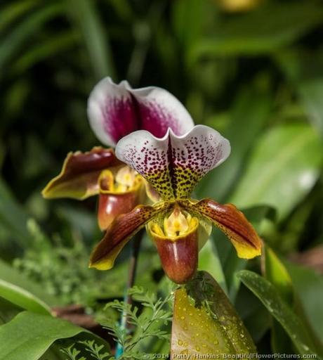 The Orchid Meadow In the Orchid Meadow © 2014 Patty Hankins