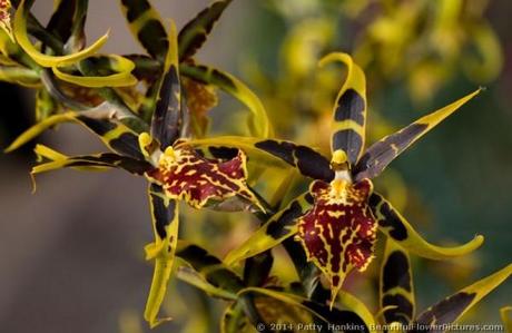 The Orchid Meadow In the Orchid Meadow © 2014 Patty Hankins