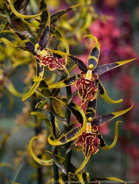 The Orchid Meadow In the Orchid Meadow © 2014 Patty Hankins