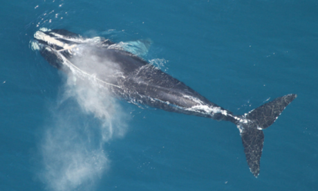 Obama Administration Threatens Marine Life With Testing for Offshore Oil Exploration Endangered North Atlantic right whale. Photo credit: Georgia Wildlife Resources Division/Flickr Creative Commons