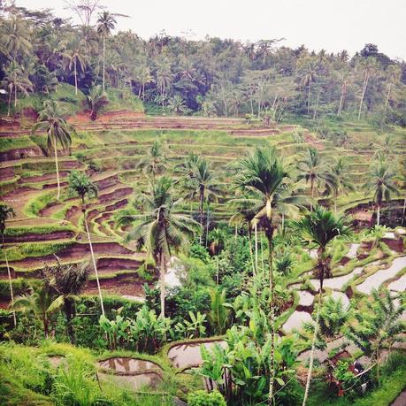 tegalalang ubud rice terrace