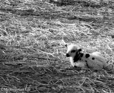 Weekly Photo Challenge: Abandoned in Sardinia Abandoned by Jennifer Avventura My Sardinian Life 2014