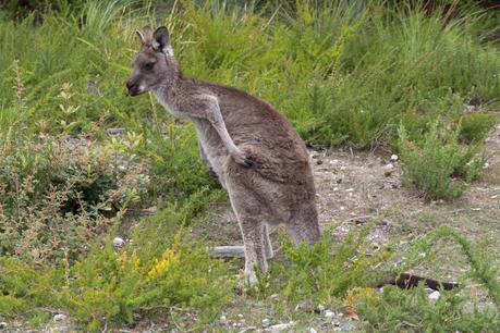 kangaroo scratching