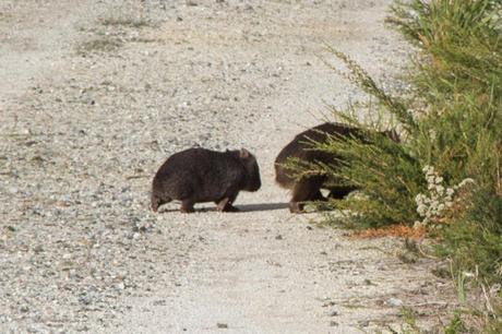baby wombat crossing track
