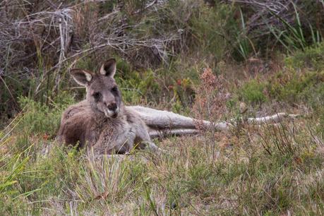 kangaroo lying down