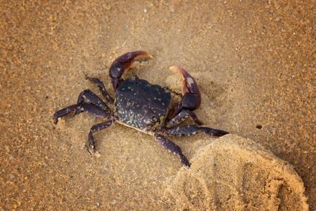 red crab on sandy beach wilsons promontory
