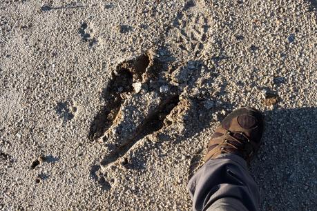 emu footprint in sand wilsons promontory 