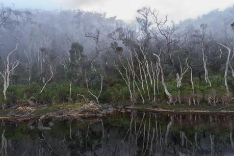 mist over miranda creek wilsons promontory