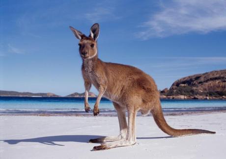 australia kangaroo