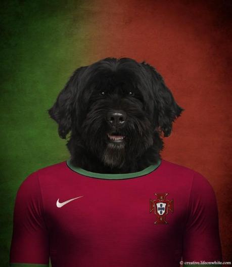 Dogs in National Uniforms portugal