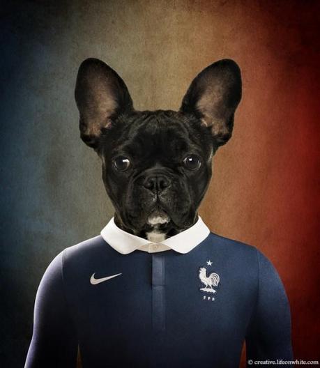 Dogs in National Uniforms france