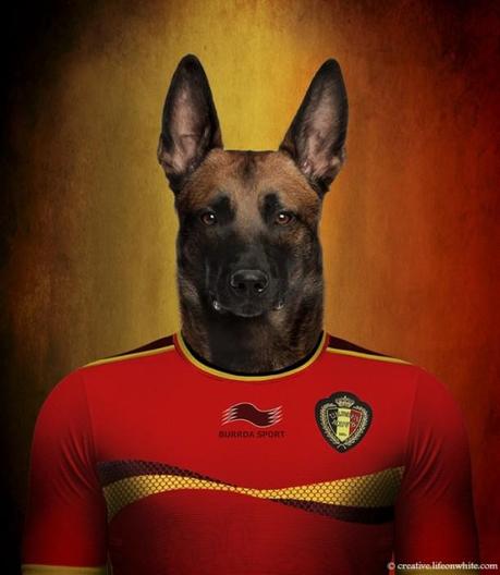 Dogs in National Uniforms belgium