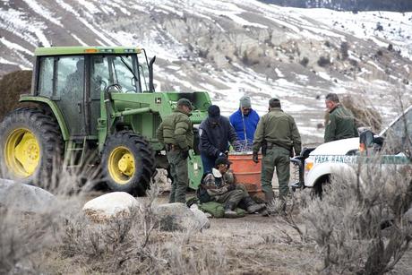Buffalo Field Campaign Activist Stops Yellowstone Bison Slaughter in Breathtaking Blockade comfreyjacobs003jpg-3183804_p9