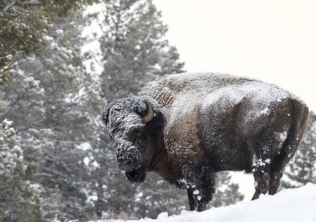 Buffalo Field Campaign Activist Stops Yellowstone Bison Slaughter in Breathtaking Blockade bisonbullgeode001jpg-3183807_p9