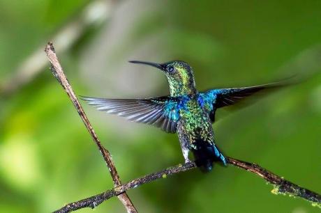 Violet-crowned Woodnymph (male)