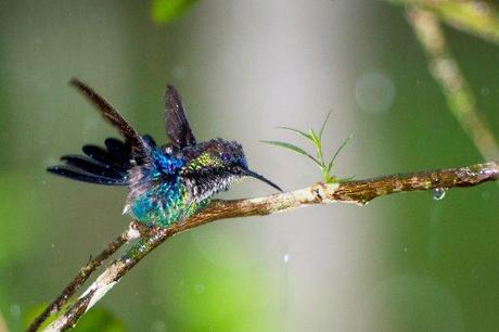 Violet-crowned Woodnymph (male) 