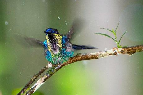 Violet-crowned Woodnymph (male) 
