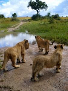 Unusual holidays – volunteering in Zimbabwe 26257_1437574221800_475814_n