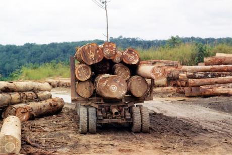 Illegal Logging in DRC Continues