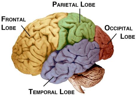 Our brain is shrinking but our frontal lobe is growing