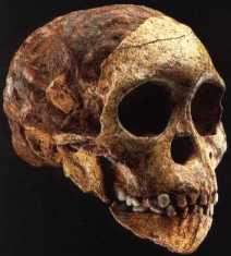 Taung, the first Australopithecus discovered, had an endocast