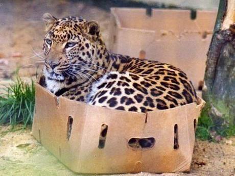 Cat see box. Cat sit in box.